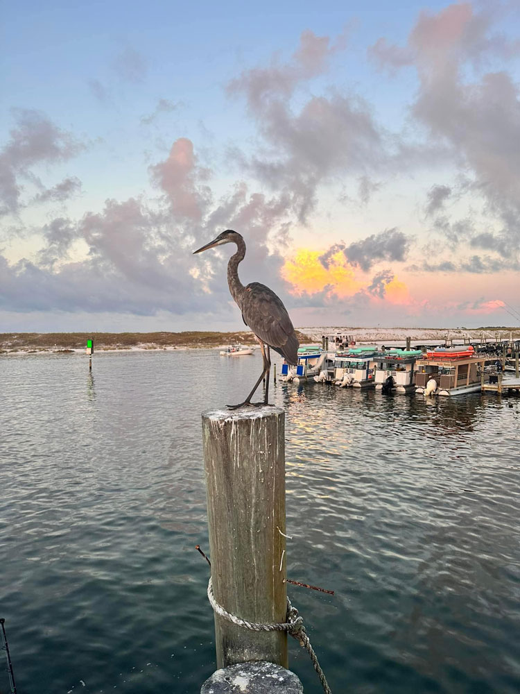 NewFloridaGirl-bird
