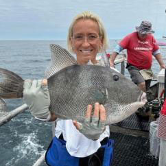 graytriggerfish
