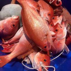 vermillionsnapper