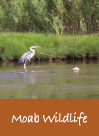 gallery-tile-moab-wildlife