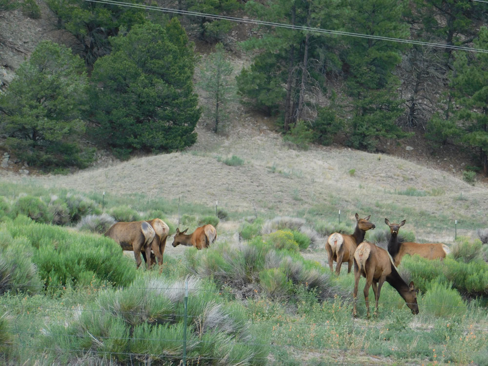 Largo-Motel-Elk2