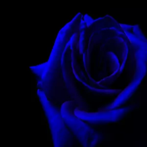 ! Blue Rose !