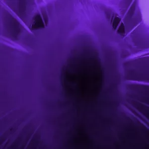 rattys purple pack
