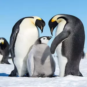 1.12 Pinguin Pack (Beta 1.2)(Sound/Optifine Update)