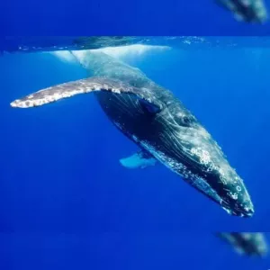 Resourcepack bBlueWhale