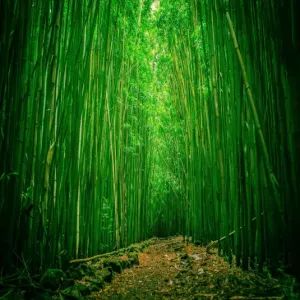 bamboo [128x]