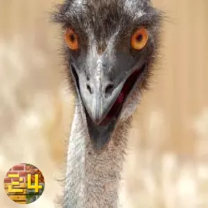 ostrich fault