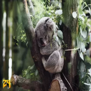 KoalaSky