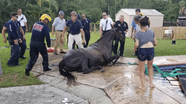 horse