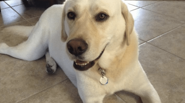 Canines