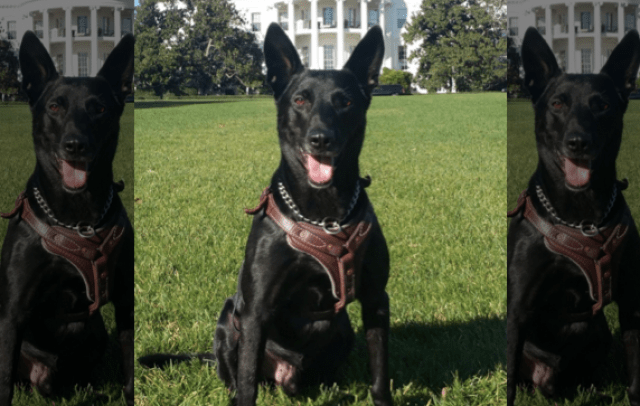 Secret Service K9