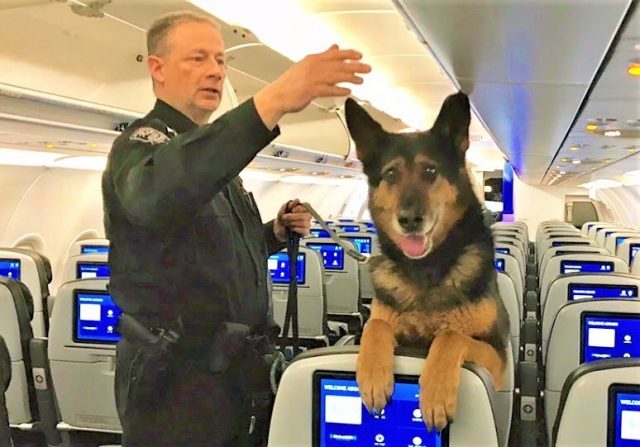 K9 Chico
