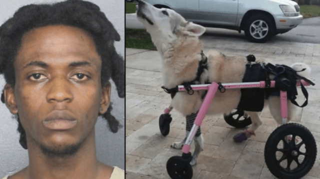 disabled dog