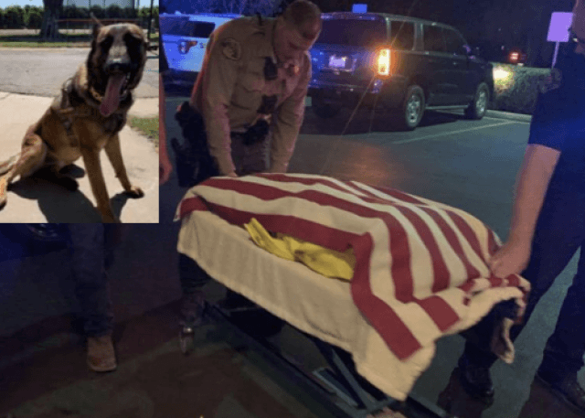 K9 Rocco