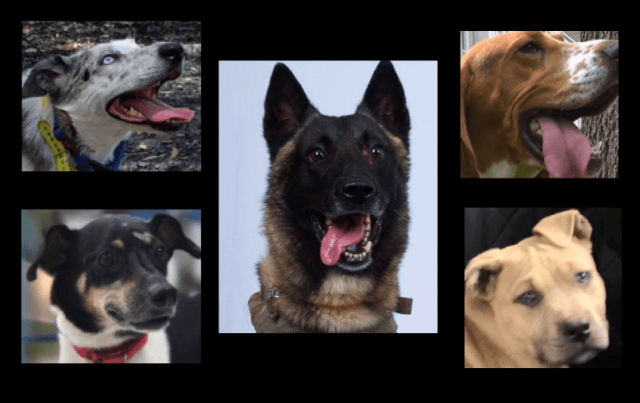 dogs