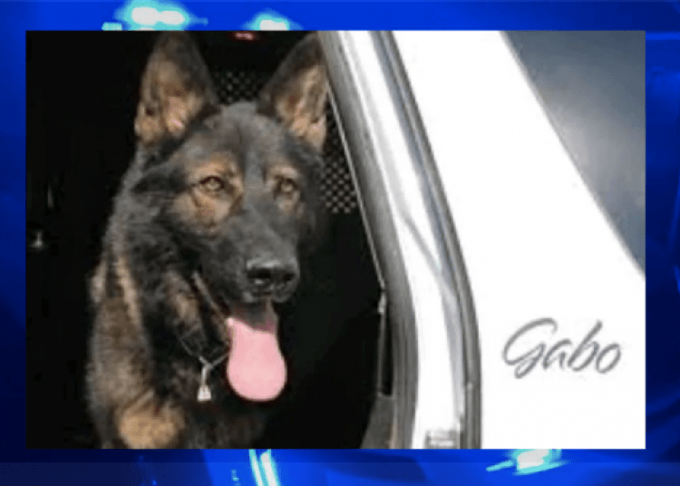 K9 Gabo