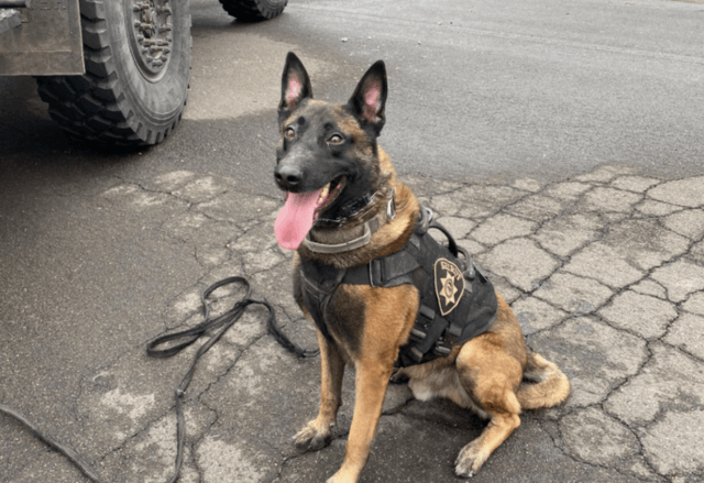 K9 Zeke