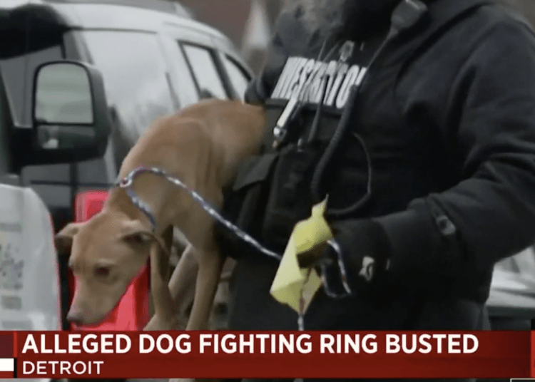dogfighting ring