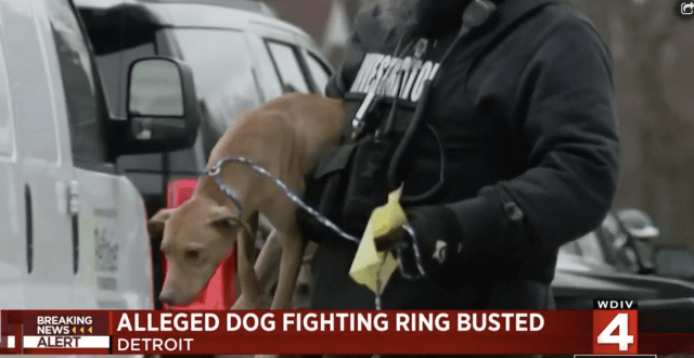dogfighting ring