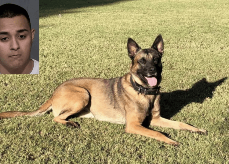 K9 Bane
