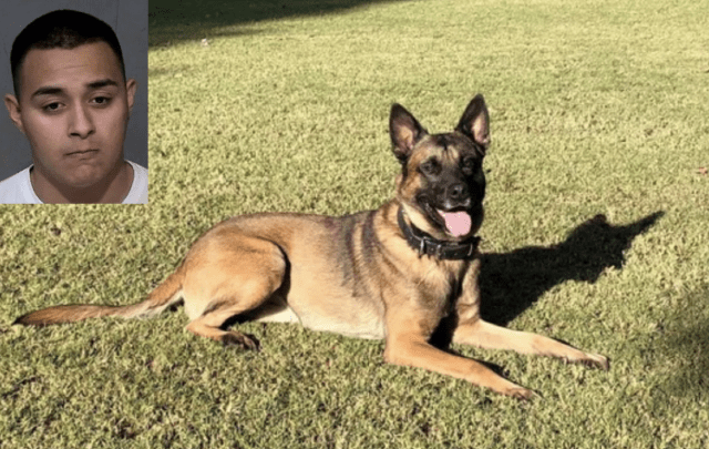 K9 Bane