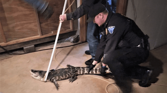 alligator