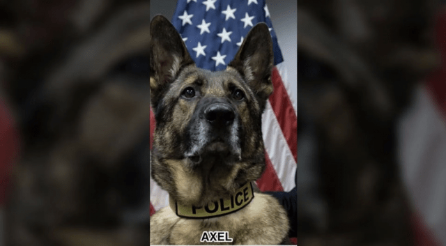 K9 Axel