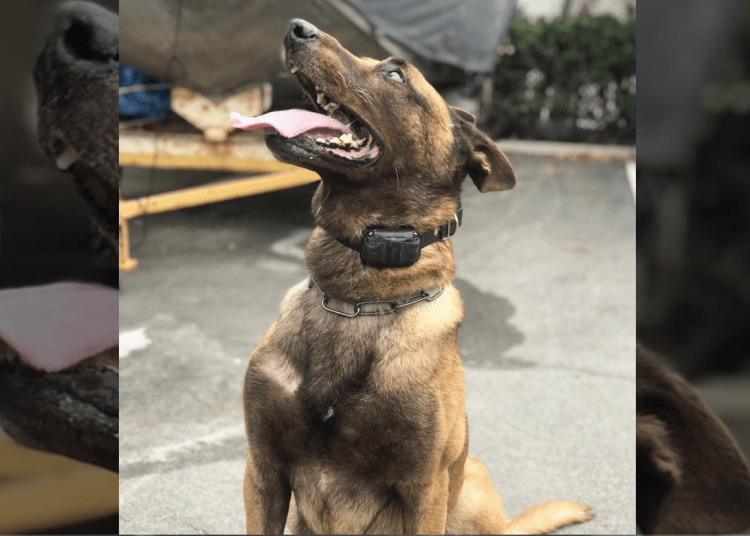 K9 Falco
