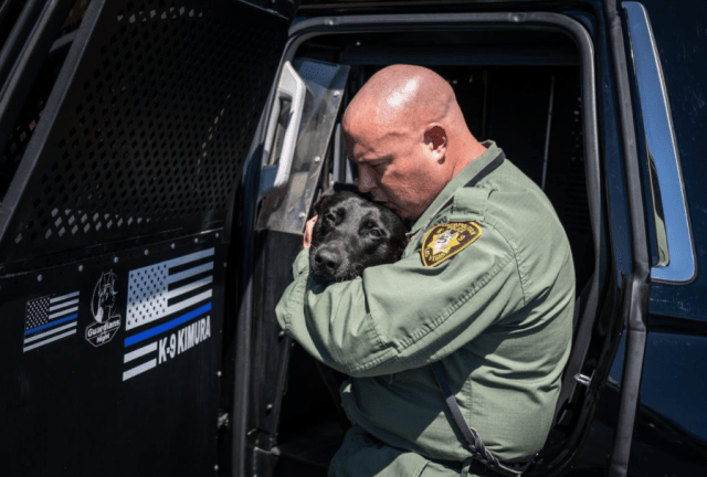 K9 Kimura