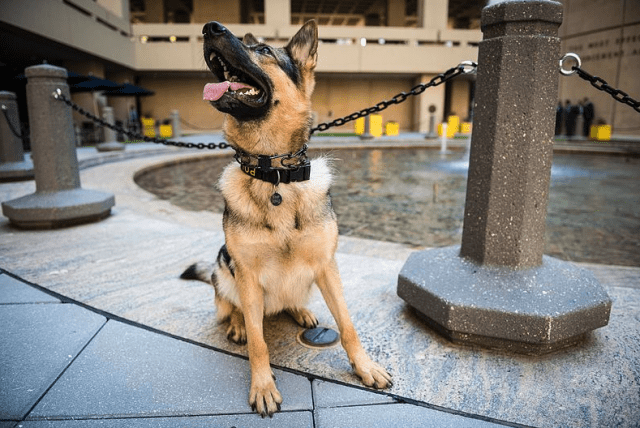 Texas police K9