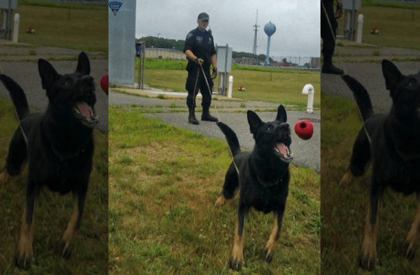 K9 Caber