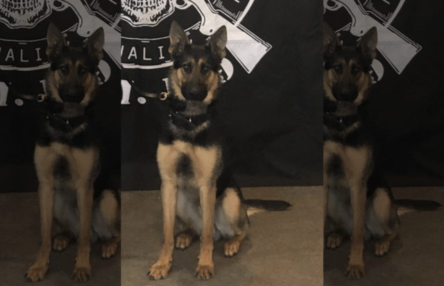 K9 Willie