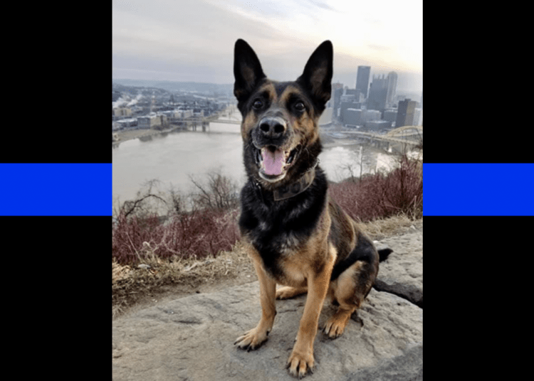 K9 Arko