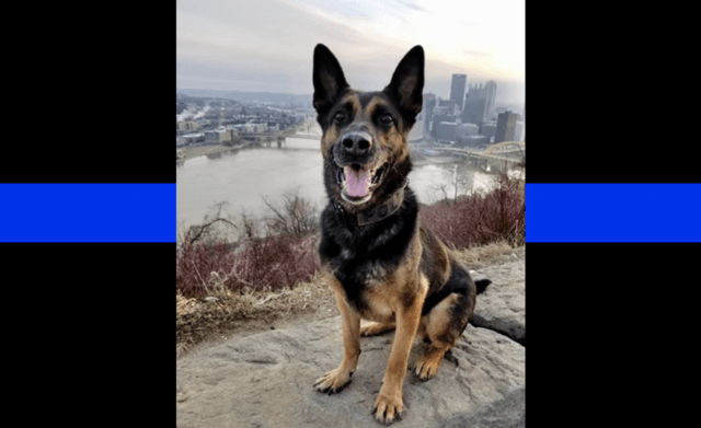 K9 Arko