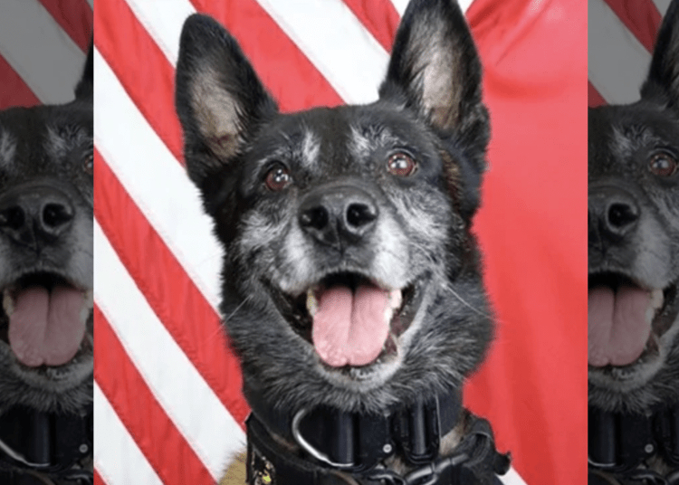K9 Sjaak