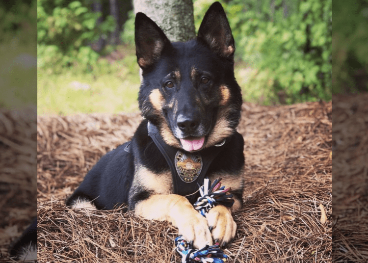 K9 Karlo