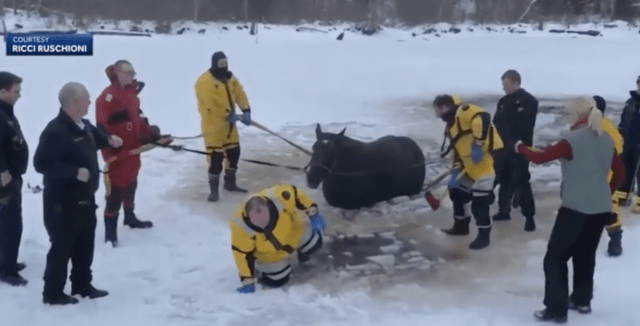 police horse