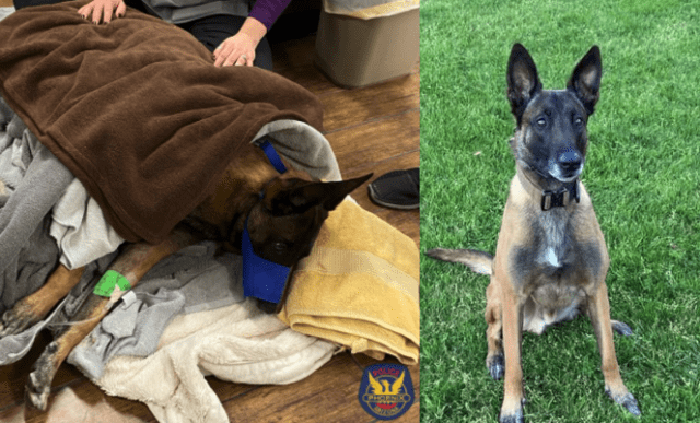 Phoenix K9 wounded