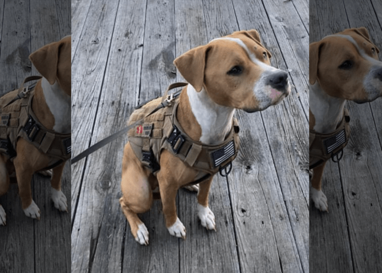 Service dog