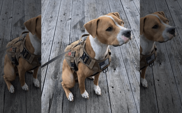 Service dog