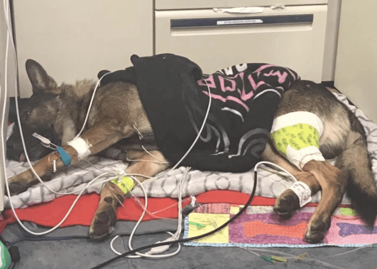 K9 Arlo