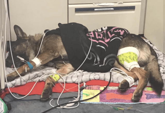 K9 Arlo