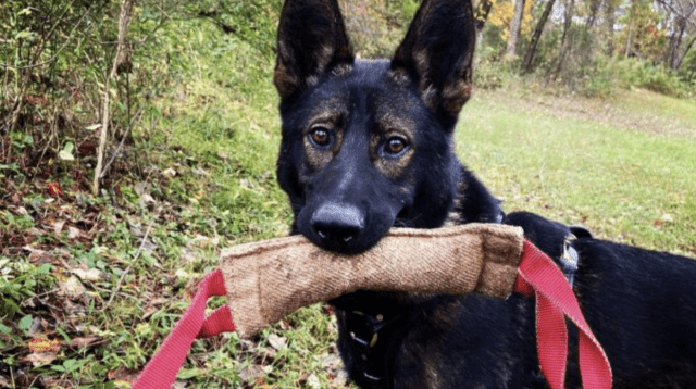 K9 Boogieman
