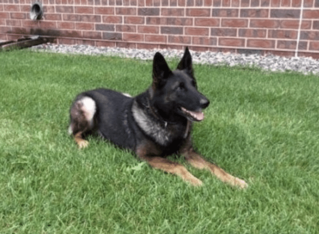 K9 Boone