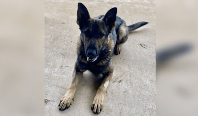 Louisiana police K9