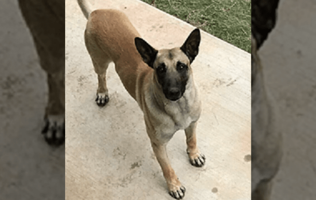 Georgia K9