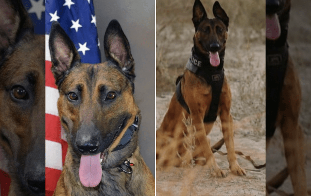 K9 Jango
