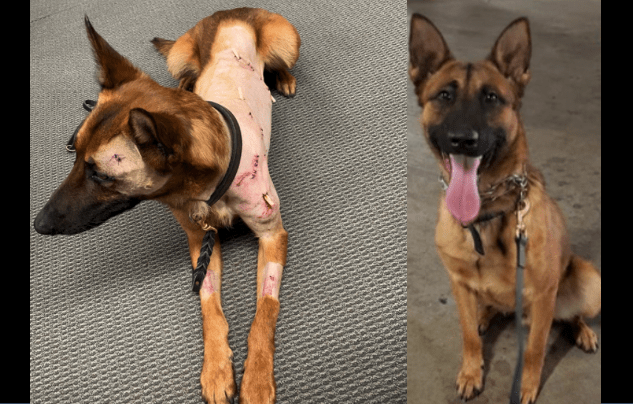 Fresno K9