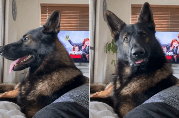 K9 Dante