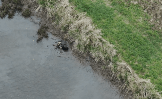 Fleeing suspect